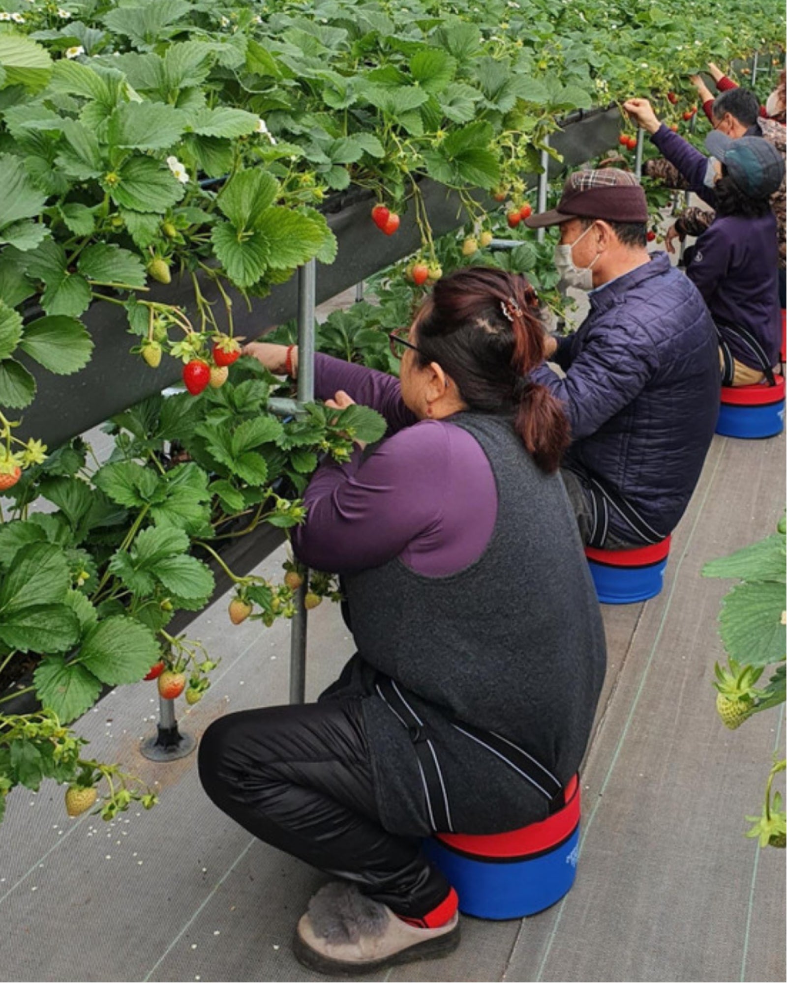Wearable garden stool in use at a strawberry farm.